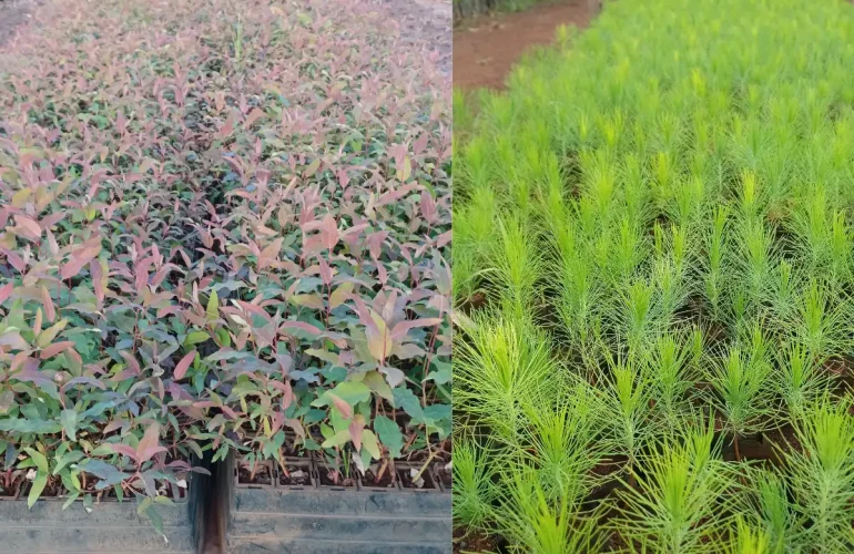 Seedling