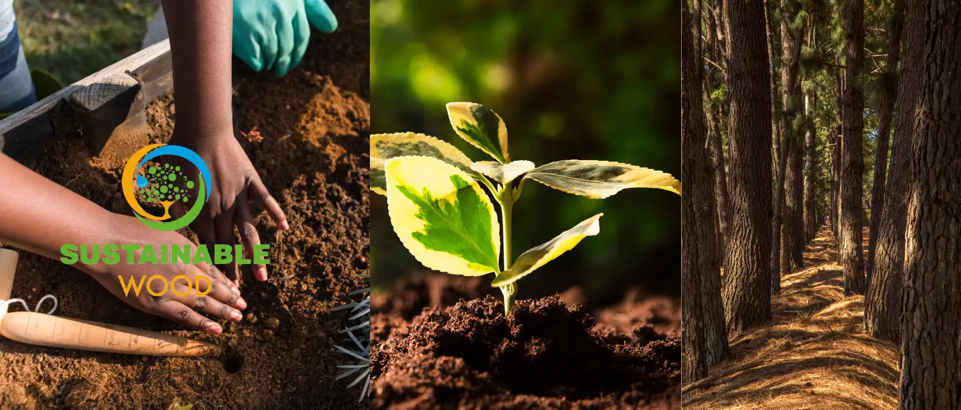 Sustainability Focus